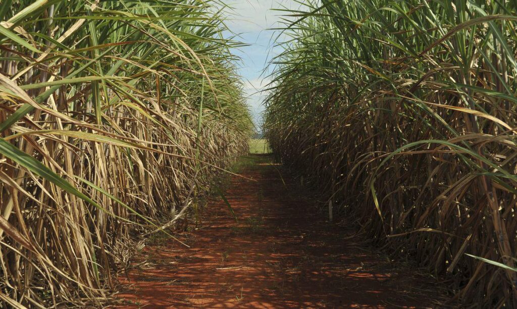 cana-de-açúcar.
