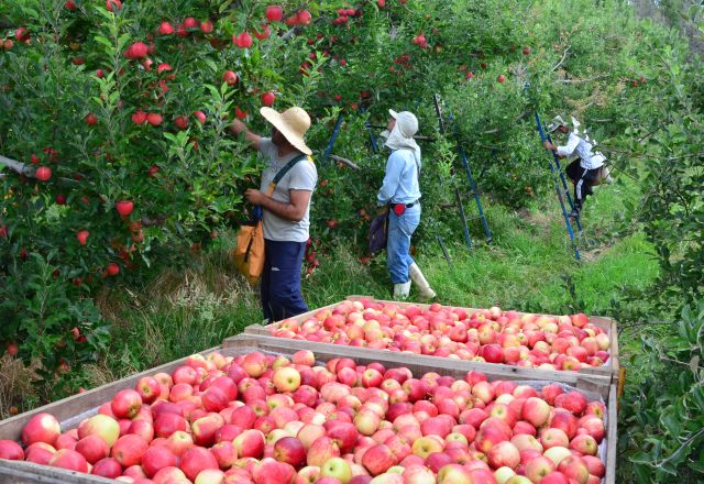 maçã, macieira. Foto: Epagri