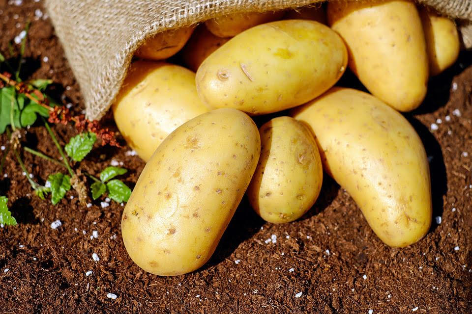batata. Foto: Pixabay