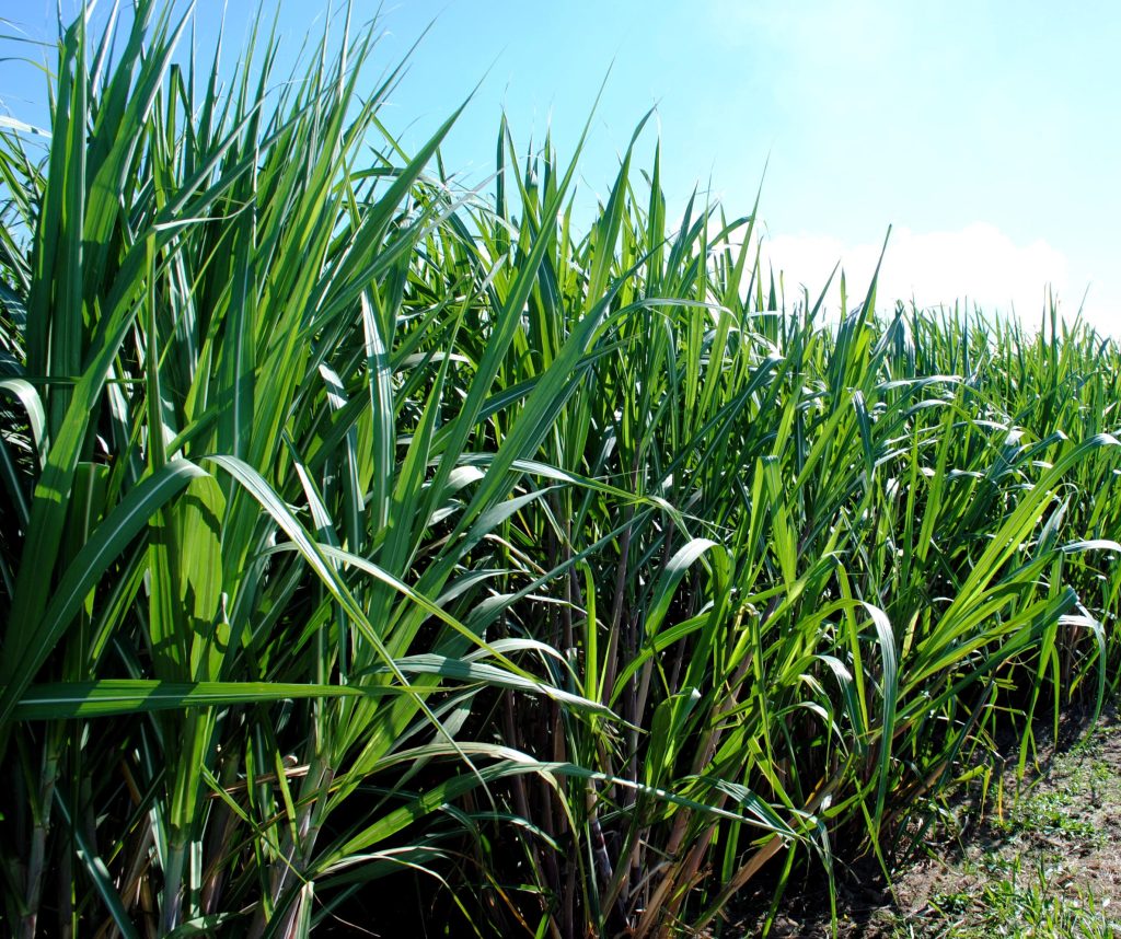 cana-de-açúcar. Foto: Embrapa
