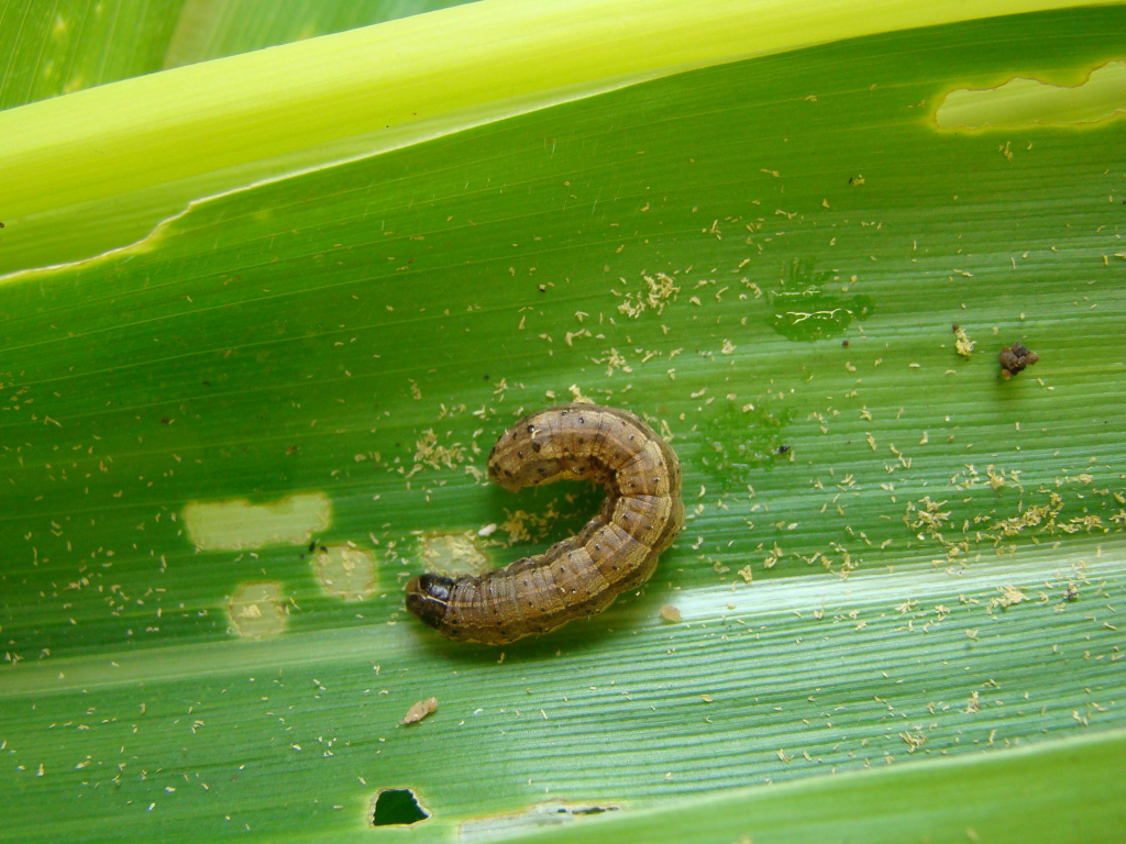 lagarta no milho. Foto: Embrapa