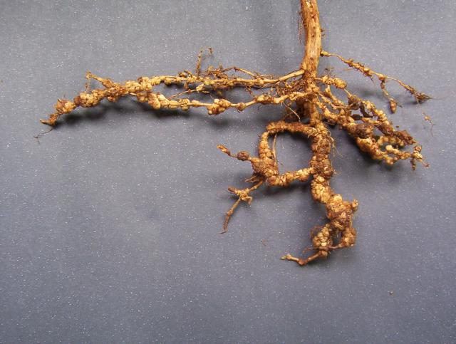 nematoide em raiz. Foto: Embrapa