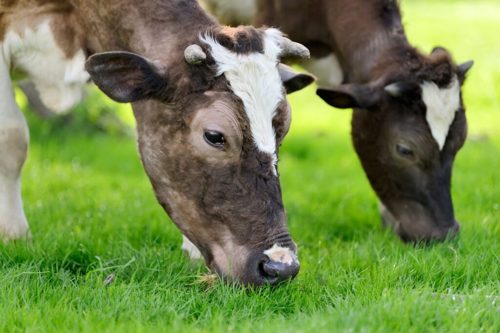 vacas no pasto.