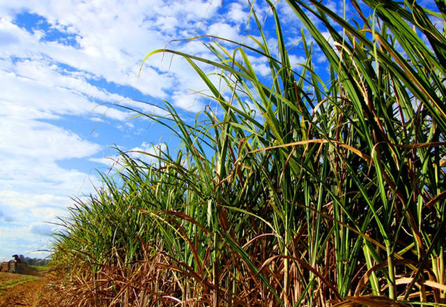 cana-de-açúcar