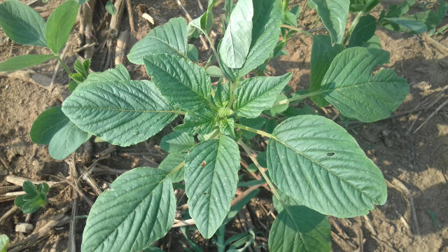 Amaranthus palmeri, caruru exótico. Foto: Embrapa